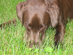 Chocolate lab laying in the grass.