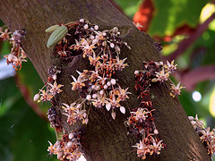 Cocoa flowers photographed by Tatters.