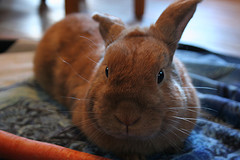 Chocolate bunny by Abbey Batchelder