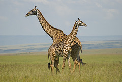 Masai Giraffe photographed by Paul Mannix