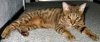 Chocolate Ocicat laying on the floor.