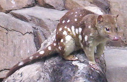 Spotted-Tail Quoll