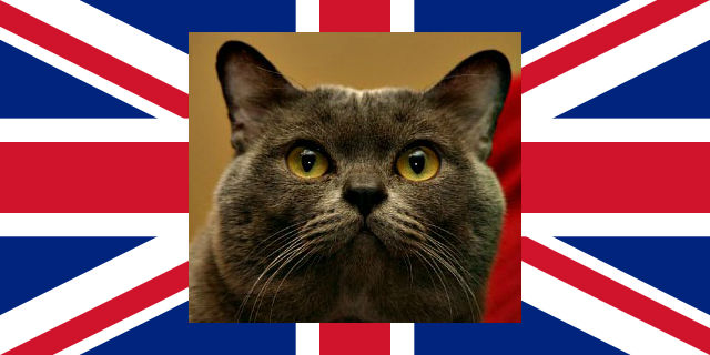 Chocolate British shorthair cat.