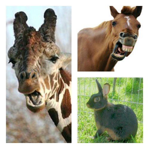 Chocolate colored giraffe, horse and rabbit.  Source: Wikimedia Commons
