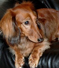 Cute dark brown daschund one of the breeds that produce chocolate dogs. Source:Wikimedia Commons