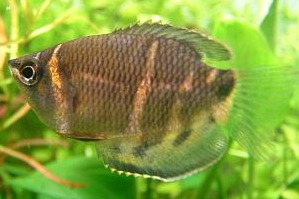 Chocolate Gourami in an aquarium.