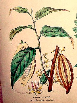 Chocolate tree with cocoa pods and blossoms.  Wikimedia Commons