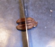 Cutting pecan in half width-wise to make turtle heads.