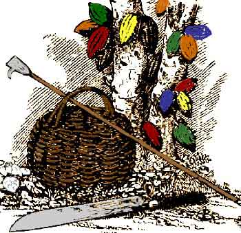 Cocoa pods and tools used to harvest them.  Source: Wikimedia Commons