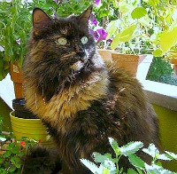 Maine Coon cat good with kids.