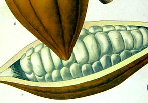 Raw cacao beans in a cacao pod.Source:Wikimedia Commons