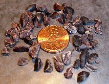 Raw cocoa nibs surrounding a penny.