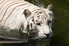 White tiger with dark chocolate stripes in water.