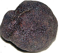 Photo of a truffle courtesy of Wikimedia.