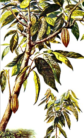 Cocoa tree with seedling courtesy of Wkimedia.
