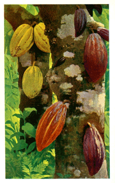 cacao pods growing on cocoa tree from the gutenburge ebook  the food of the gods by brandon head