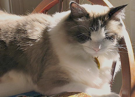 Ragdoll chocolate cat good with kids.
