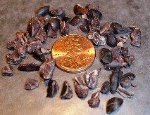 Raw cocoa nibs surrounding a penny.